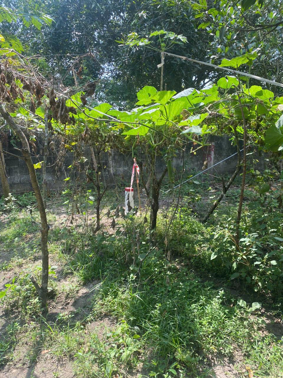 Đất đẹp- giá tốt Chính chủ cần bán lô đất mặt tiền số 345D đường Nguyễn Thị Nê