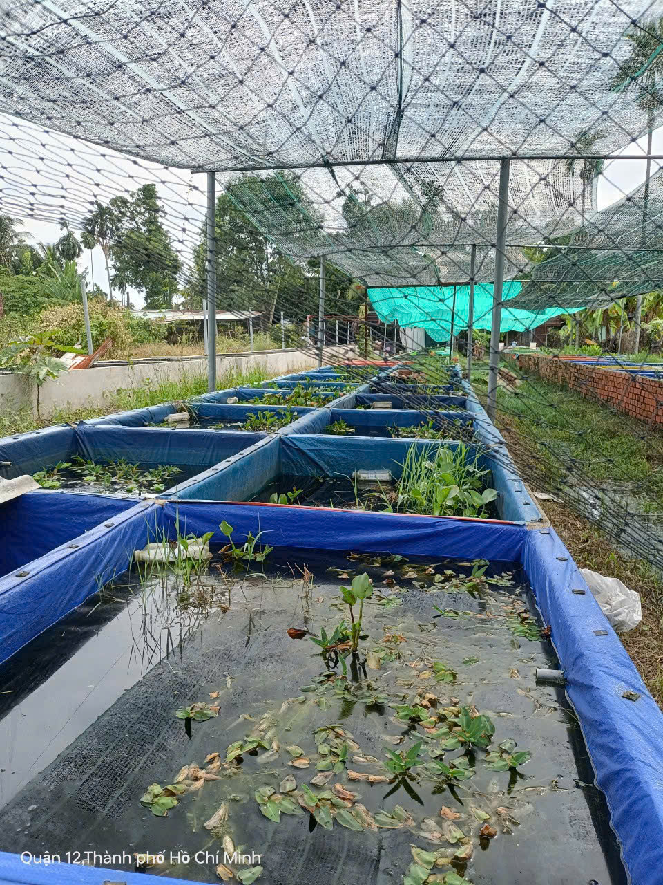 Cần bán gấp lô đất 2337m2 ngay Chợ Cầu, Thạnh Xuân 52, Phường Thạnh Xuân, Q12