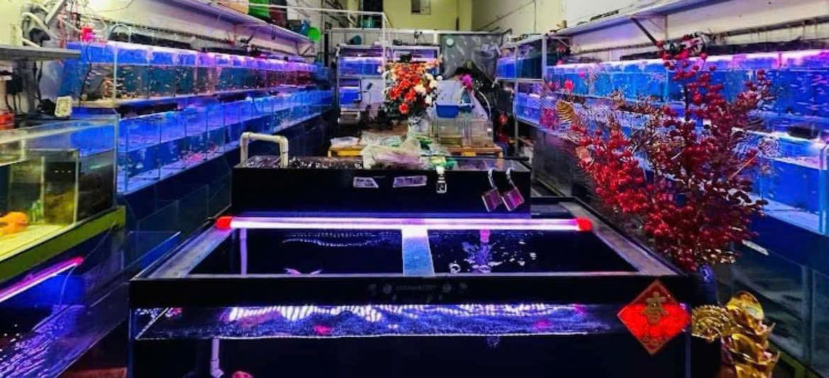 Quận 7 ! Sang Tiệm – Cửa Hàng Cá Cảnh , MT 51 nguyễn thị thập, p tân phú, Tel : 0793984540 – 0902658742 ( Chính chủ )