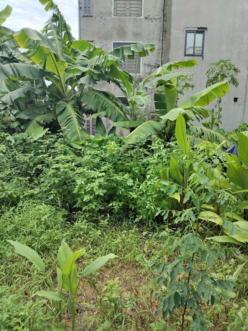 48m2 Đất Đấu giá Ao Ngòi Xã Hoài Đức