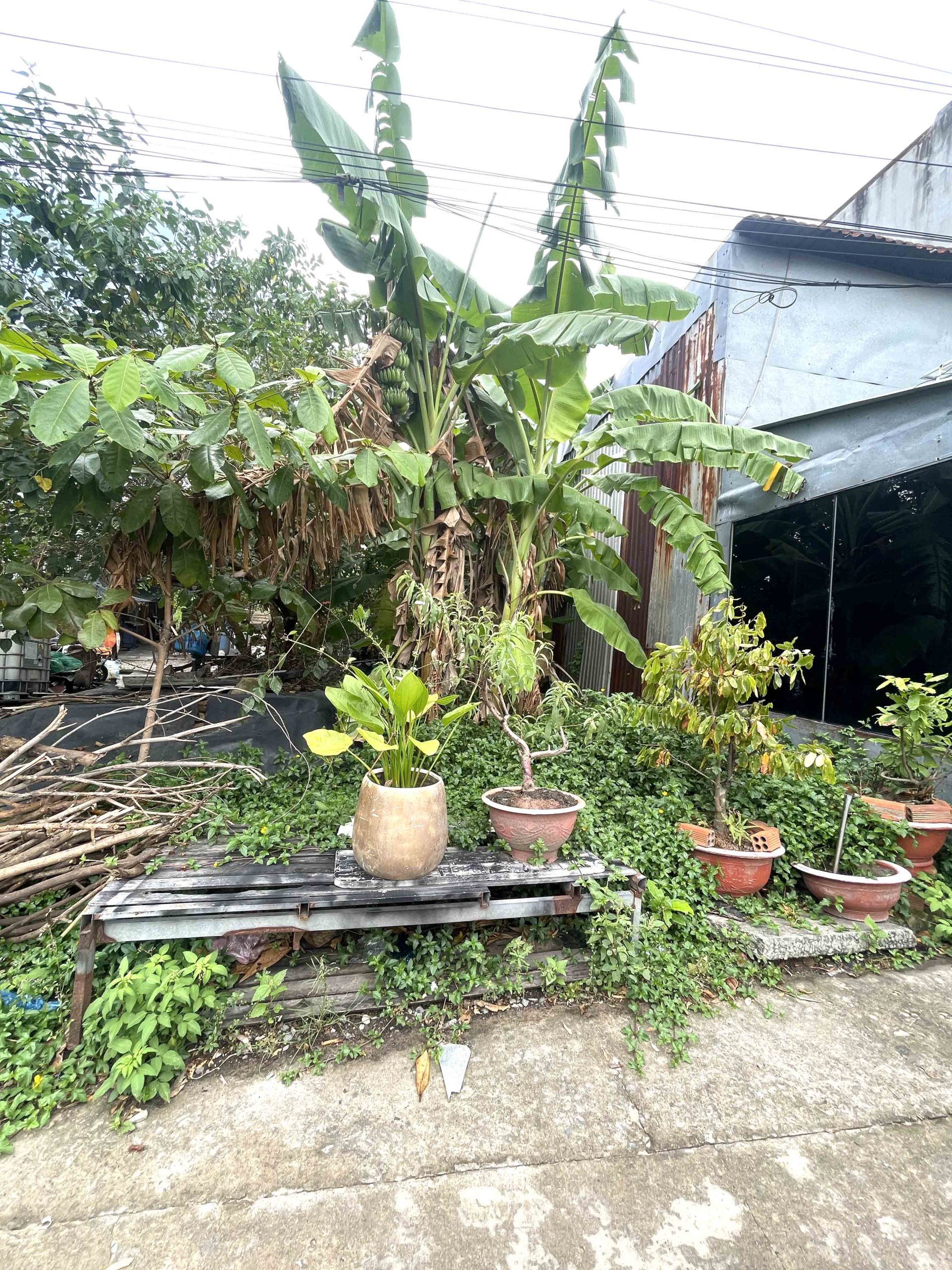 Bán Đất Trường Thọ – Xe Hơi Vào Tận Nơi – 163m² Full Thổ – Nở Hậu Đẹp – Chỉ 43tr/m²!