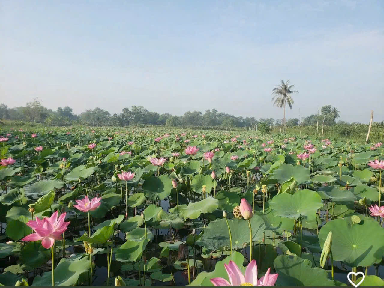 SIÊU PHẨM đất nhà vườn – mặt tiền sông Đồng Nai chỉ 10 triệu/m2 Long Phước, Thủ Đức