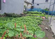 SIÊU HOT – ĐẤT VỊ TRÍ ĐẸP Tại ĐA TỐN – GIA LÂM – HÀ NỘI