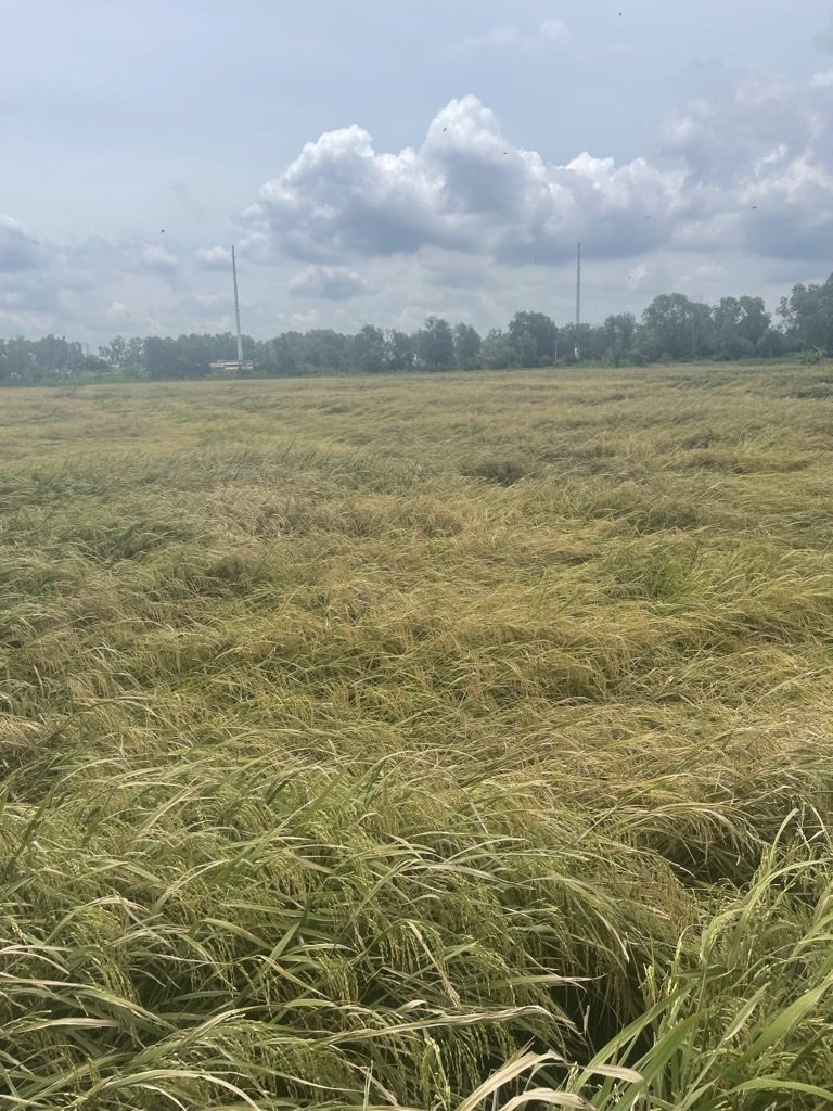 Bán Gấp 3400m² Đất Thổ Cư Mặt Tiền Tân Hiệp 9, Hóc Môn – Sổ Hồng Riêng, Giá Chỉ 47 Tỷ