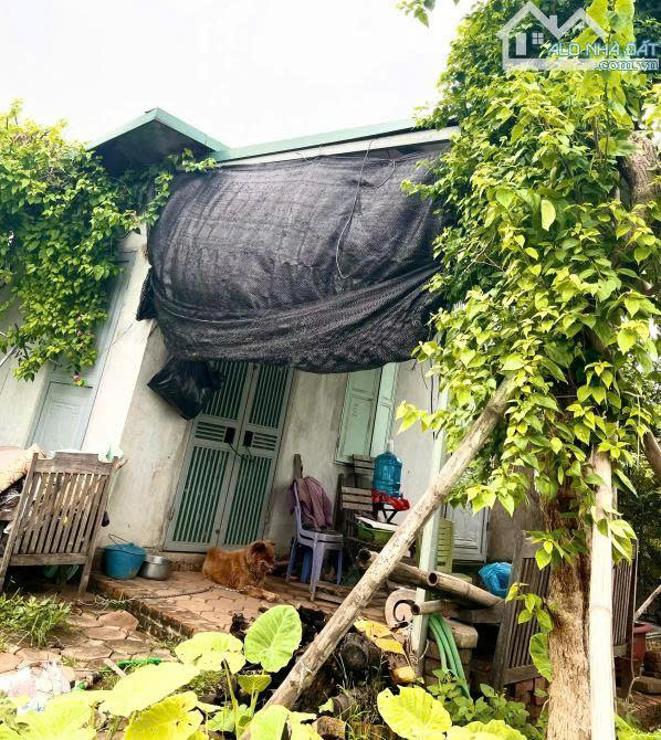 Bán Đất Mặt Đê Quai Nhật Tân, – 450m² – Ô Tô Tránh – Gần Kho GHN – Có Nhà Cấp 4