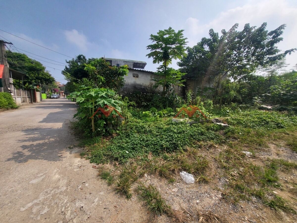 HÀNG HIẾM 99M TẠI THỦY XUÂN TIÊN-CHƯƠNG MỸ-HÀ NỘI